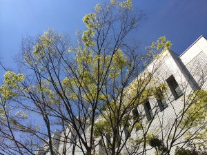 キャンパスの緑-2
